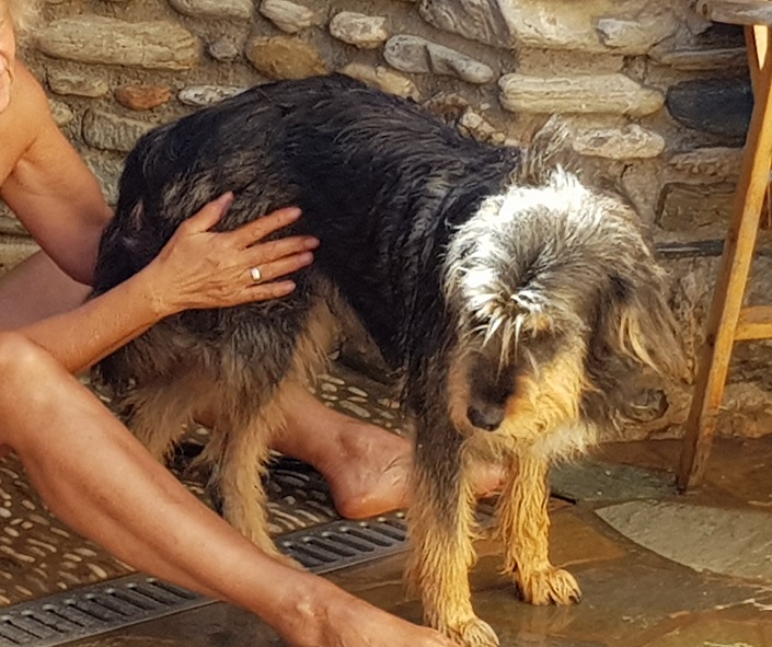 Refreshment in the outdoor shower for the dogs